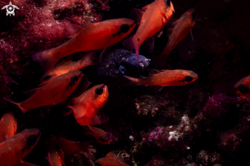 A Mediterranean Moray