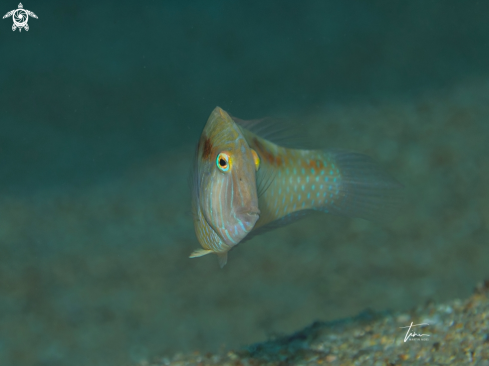 A Xyrichtys novacula | Pearly Razorfish