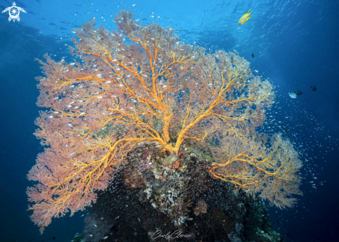 A Gorgonian Sea Fan