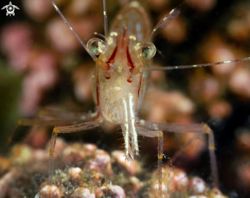 A Rockpool shrimp