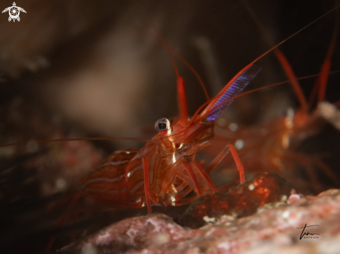 A Lysmata seticaudata | Monaco Shrimp
