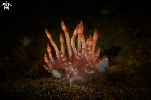 A NUDIBRANCH