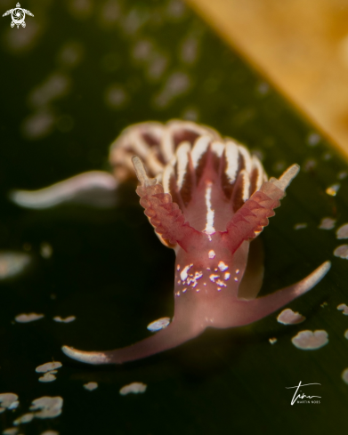 A Facelinopsis marioni | Facelinopsis marioni