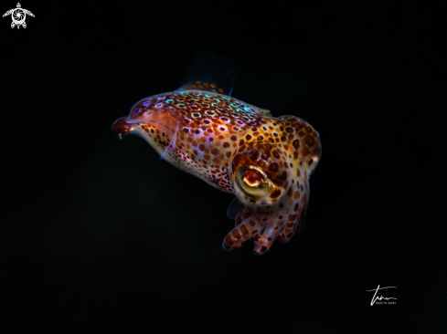 A Dwarf Bobtail Squid