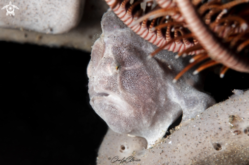 A Painted Frogfish