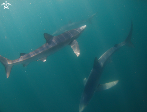 A Blue Shark