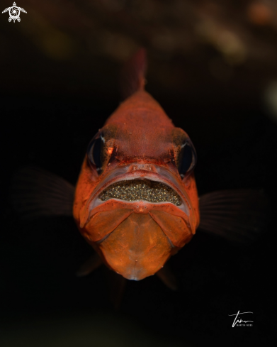 A Apogon imberbis | Red Cardinalfish