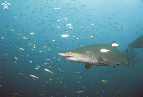 A Carcharias taurus | Sand Tiger Shark