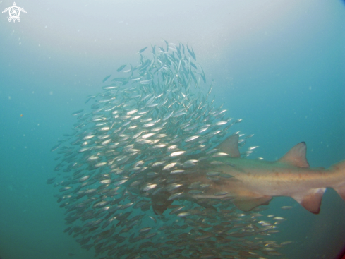 A Carcharias taurus | Sand Tiger Shark