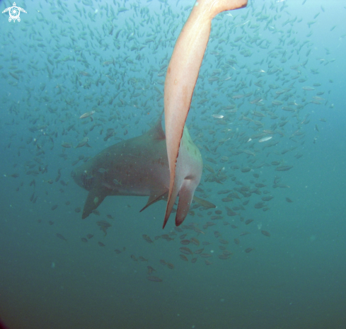 A Sand Tiger Shark