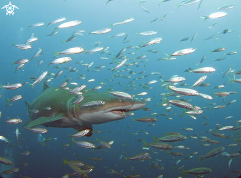 A Sand Tiger Shark