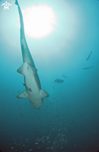 A Carcharias taurus | Sand Tiger Shark