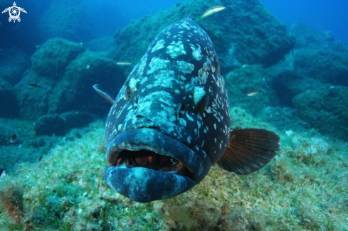 A Epinephelus marginatus | Cernia bruna