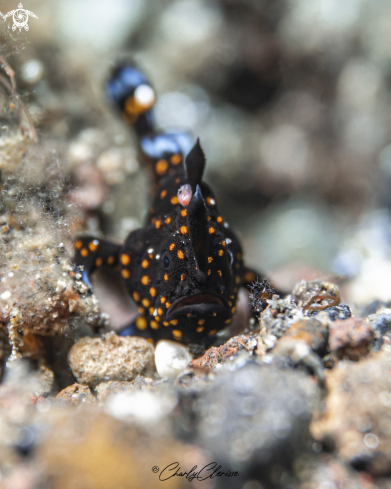 A Antennarius pictus | Painted Frogfish