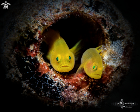 A Yellow Pygmy Goby 