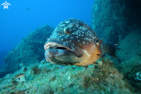 A Epinephelus marginatus | Cernia bruna