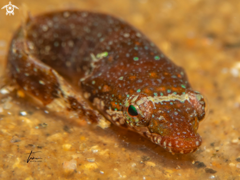 A Apletodon incognitus | Clingfish