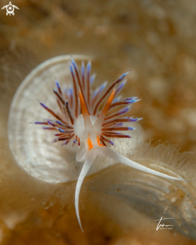 A Cratena peregrina | Cratena peregrina