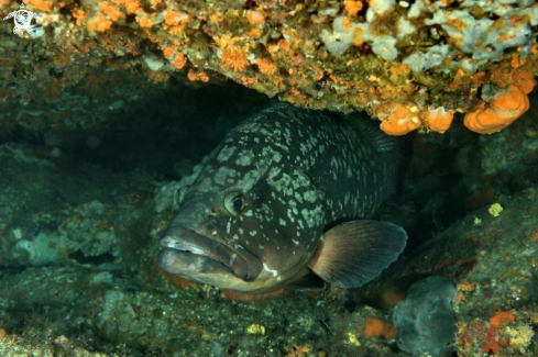 A Epinephelus matginatus | Cernia bruna