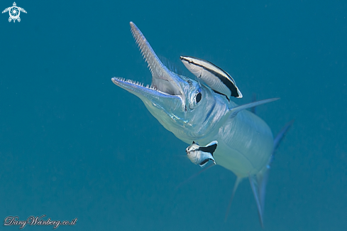 A Needlefish 