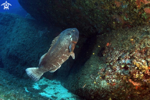 A Epinephelus marginatus | Cernia bruna