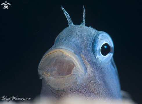 A Blenny 