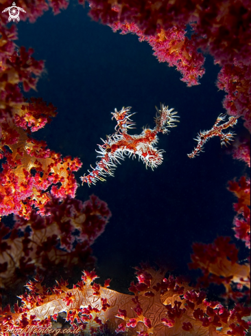 A Ghost pipe fish