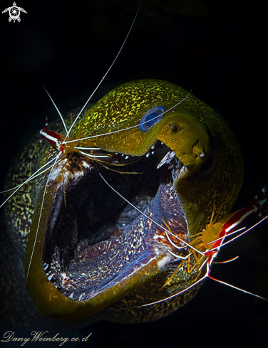 A Moray Eel 