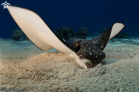 A Eagle ray