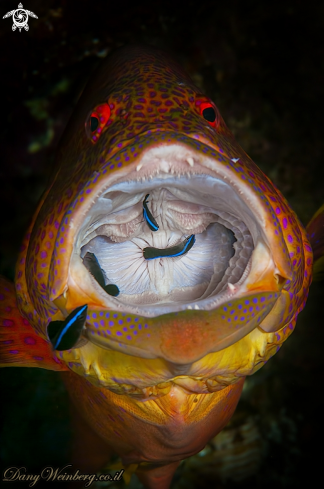 A Grouper