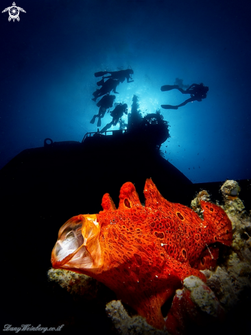 A Frogfish