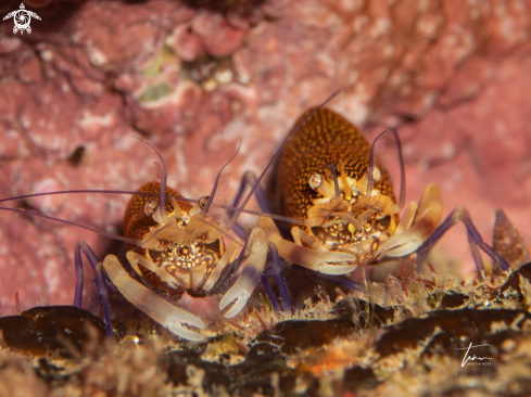 A Gnathophyllum elegans | Mediterranean Bumblebee Shrimp