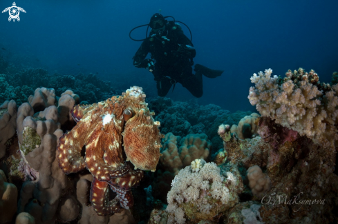 A  Octopus  cyanea