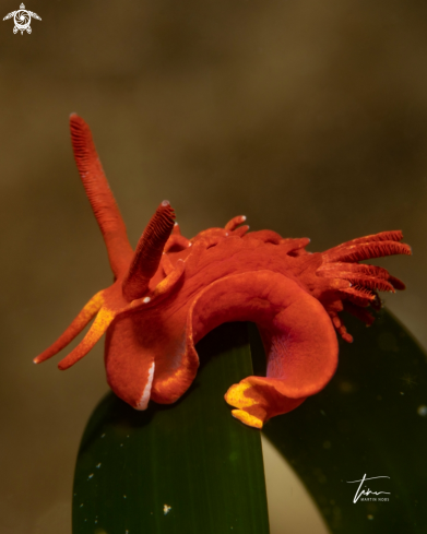 A Okenia elegans