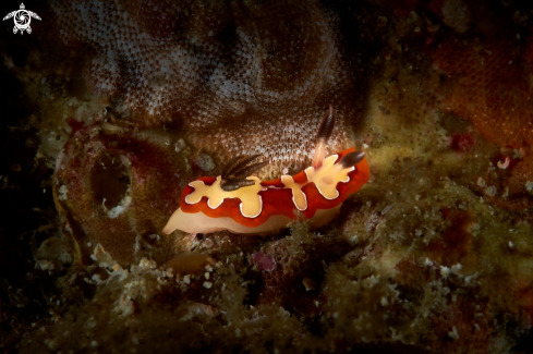 A Goniobranchus fidelis | NUDIBRANCH