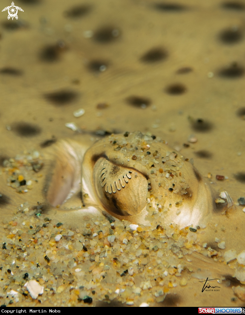 A Spotted Ray