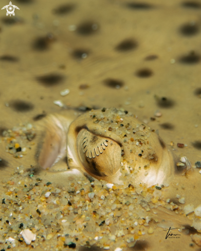 A Raja brachyura | Spotted Ray