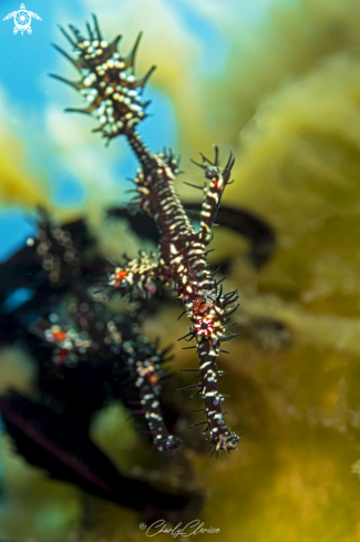 A Solenostomus paradoxus | Ornate Ghost Pipefish