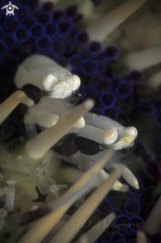 A Urchin Bumblebee Shrimp (Gnathophylloides mineri)