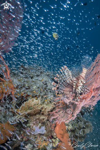 A Indian Lionfish