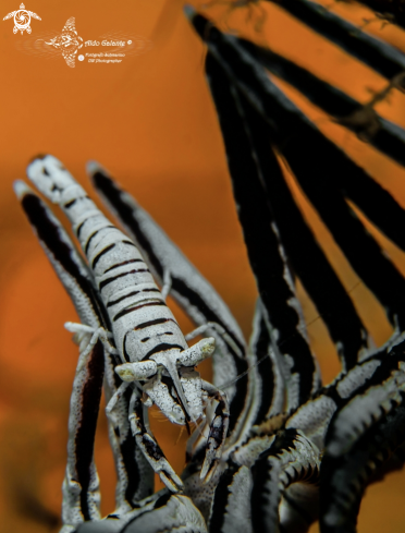 A Leopard Crinoid Shrimp