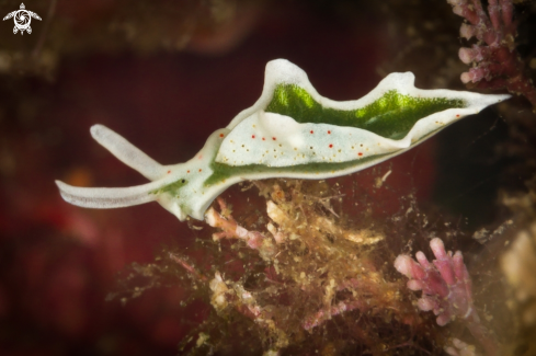 A Elysia timida nudibranch