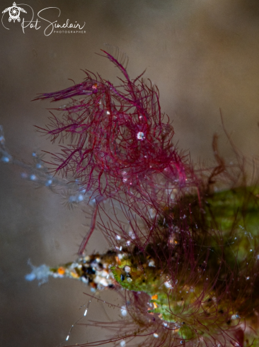 A phycocaris simulans | Hairy Shrimp