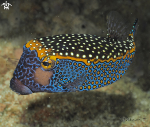 A Whitespotted boxfish