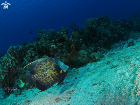 A French Angelfish