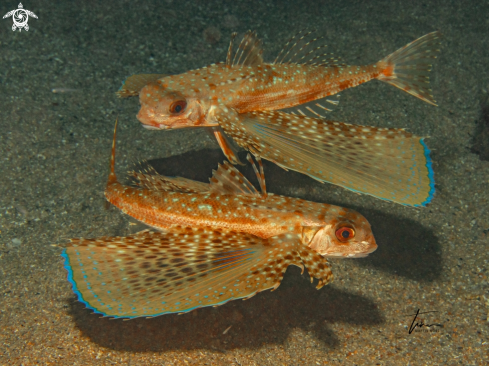 A Dactylopterus volitans | Flying Gurnard