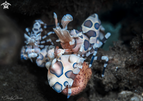 A Harlequin Shrimp