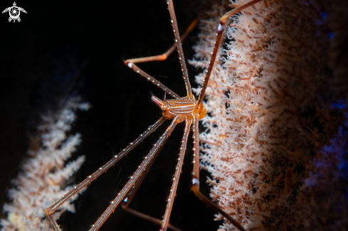 A Spider Squat Lobsters