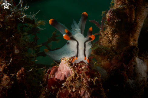 A NUDIBRANCH