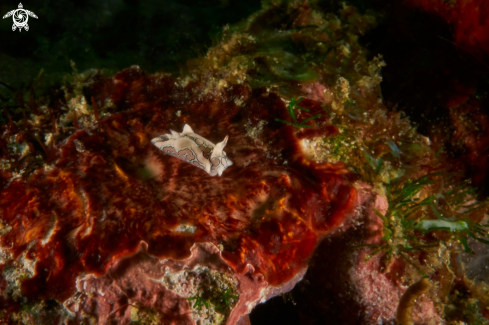 A NUDIBRANCH